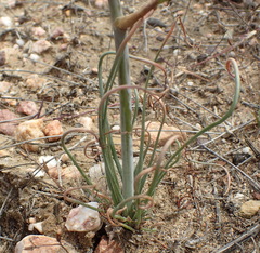 Albuca viscosa