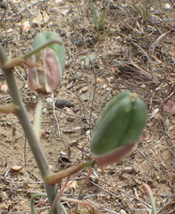 Albuca viscosa