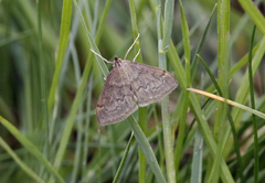 Anania fuscalis
