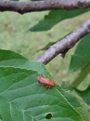 Rhagonycha fulva