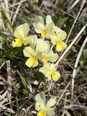 Viola eugeniae
