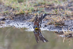 Emberiza flaviventris flaviventris