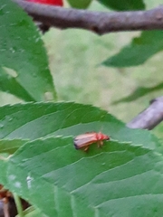 Rhagonycha fulva