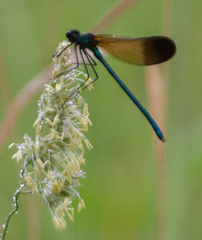 Calopteryx aequabilis