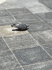 Columba livia domestica
