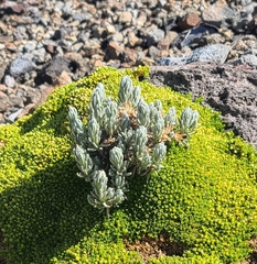Gnaphaliothamnus lavandulifolius