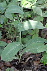 Bupleurum longifolium
