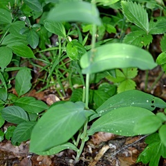 Bupleurum longifolium