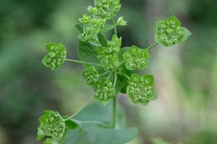 Bupleurum longifolium