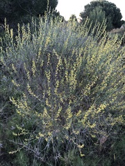 Anthyllis terniflora