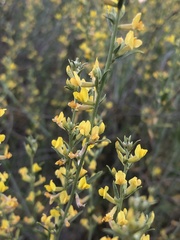 Anthyllis terniflora