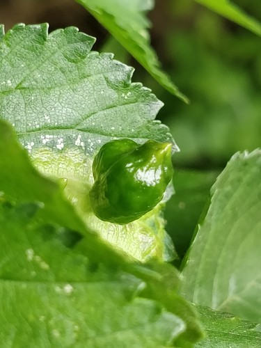 Elm Sack Gall Aphid