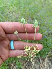 Ceratocephala testiculata