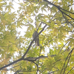 Muscicapa striata