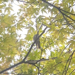Muscicapa striata