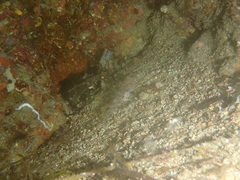 Thorogobius macrolepis
