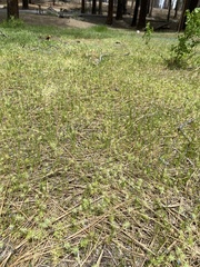 Ceratocephala testiculata