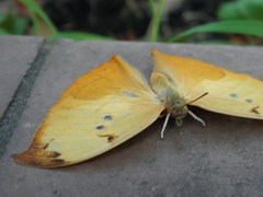 Zaretis