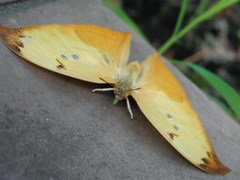 Zaretis