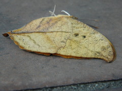 Zaretis