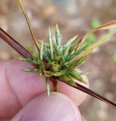 Cyperus luteus