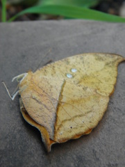 Zaretis