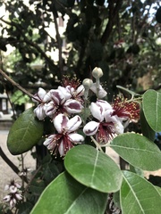 Feijoa