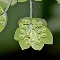 Bupleurum longifolium
