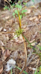 Cyperus luteus