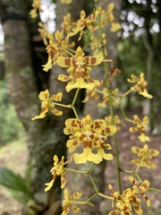 Oncidium