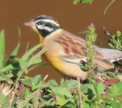 Emberiza flaviventris flaviventris