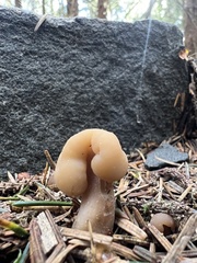 Cudonia circinans
