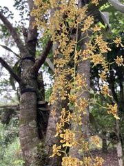 Oncidium
