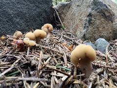 Cudonia circinans