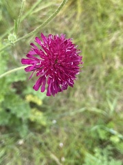Knautia macedonica