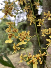 Oncidium