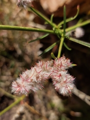 Cyphocarpa angustifolia