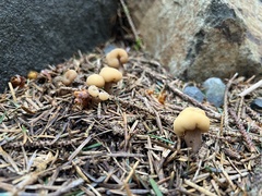 Cudonia circinans