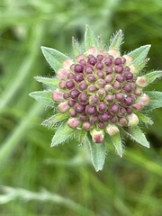 Knautia macedonica
