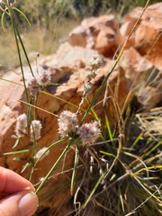 Cyphocarpa angustifolia