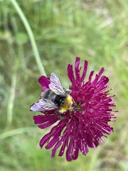 Knautia macedonica