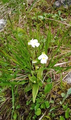 Pinguicula alpina