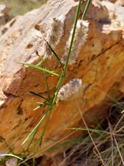 Cyphocarpa angustifolia