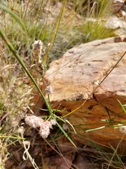 Cyphocarpa angustifolia