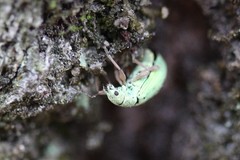 Polydrusus impressifrons