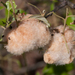 Woolly Catkin Gall Wasp - Photo (c) cyric, some rights reserved (CC BY-NC-SA), uploaded by cyric