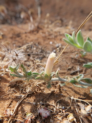 Convolvulus secundus