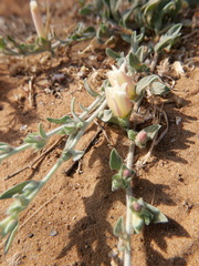 Convolvulus secundus