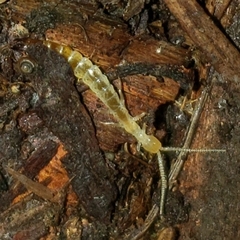 Dicellurata