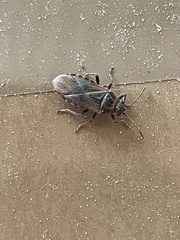 Arocatus melanocephalus